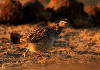 Crested francolin - Malilangwe wildlife reserve