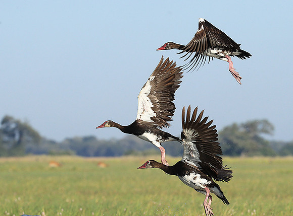 Red-billed teal - Kafue NP