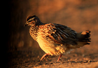 Crested francolin - Malilangwe wildlife reserve