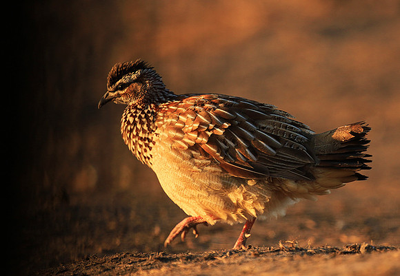 Crested francolin - Malilangwe wildlife reserve