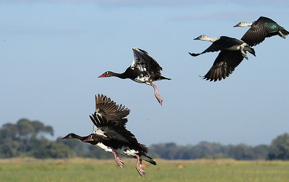 Red-billed teal - Kafue NP
