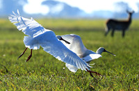 Kafue NP