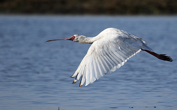 kafue NP