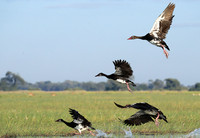 Red-billed teal - Kafue NP