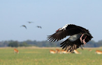 Red-billed teal - Kafue NP