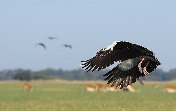 Red-billed teal - Kafue NP