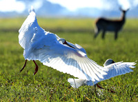 Kafue NP