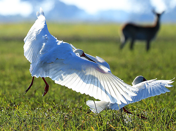 Kafue NP