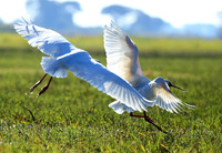 Kafue NP