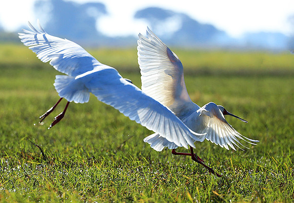 Kafue NP