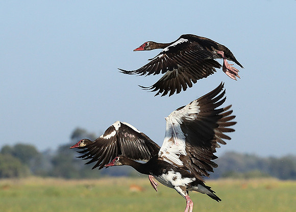 Red-billed teal - Kafue NP