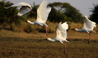 kafue NP