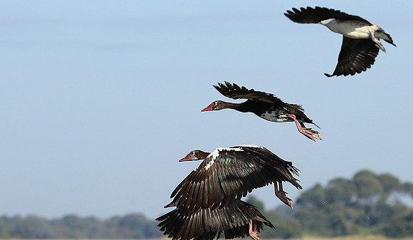 Red-billed teal - Kafue NP