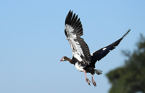 Red-billed teal - Kafue NP