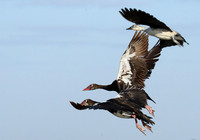 Red-billed teal - Kafue NP