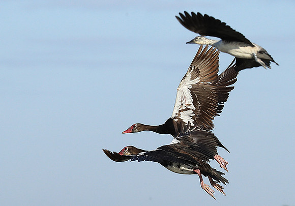 Red-billed teal - Kafue NP