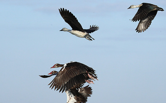 Red-billed teal - Kafue NP