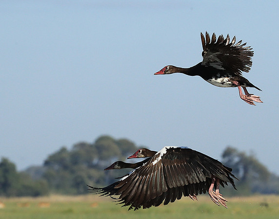 Red-billed teal - Kafue NP