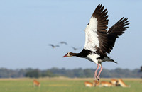 Red-billed teal - Kafue NP