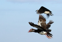 Red-billed teal - Kafue NP