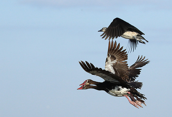 Red-billed teal - Kafue NP