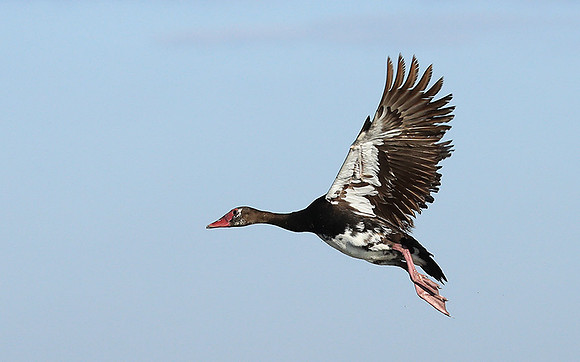 Red-billed teal - Kafue NP