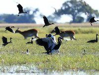 Red-billed teal - Kafue NP