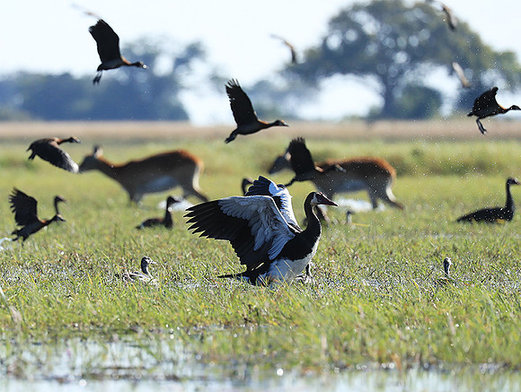 Red-billed teal - Kafue NP