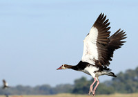 Red-billed teal - Kafue NP