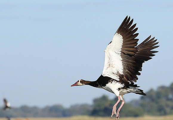 Red-billed teal - Kafue NP