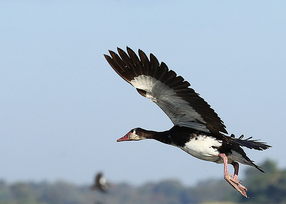 Red-billed teal - Kafue NP