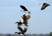 Red-billed teal - Kafue NP