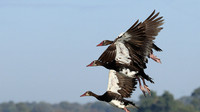 Red-billed teal - Kafue NP