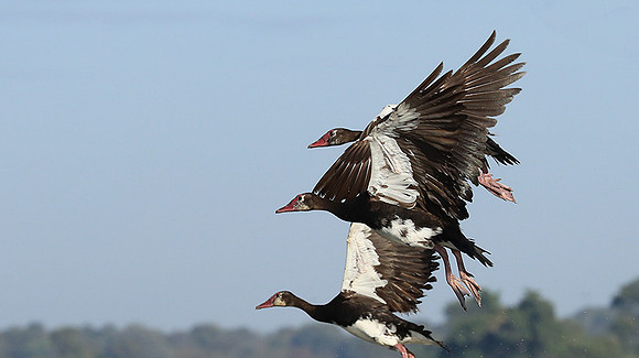 Red-billed teal - Kafue NP
