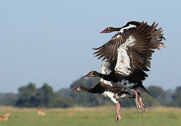 Red-billed teal - Kafue NP