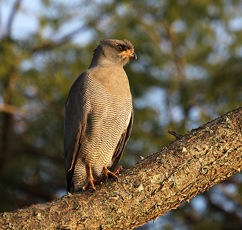 Dark chanting goshawk