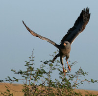 Eastern chanting goshawk