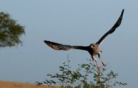 Eastern chanting goshawk