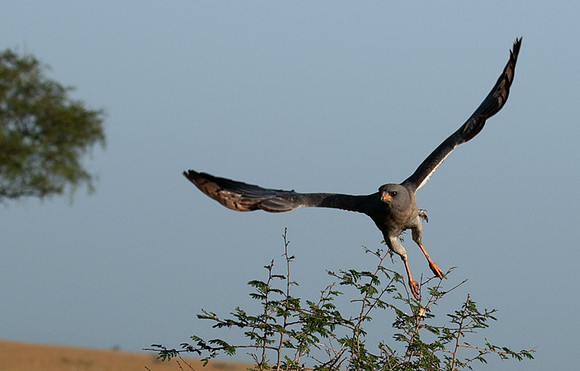 Eastern chanting goshawk