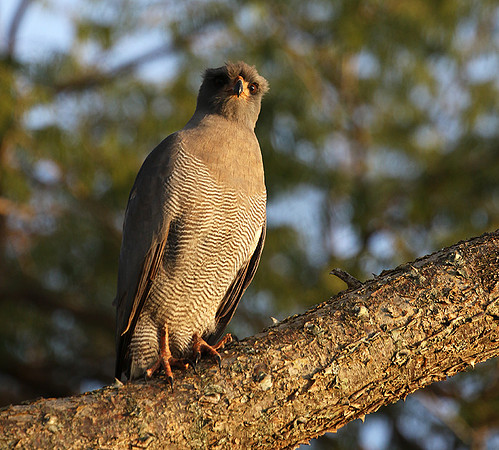 Dark chanting goshawk