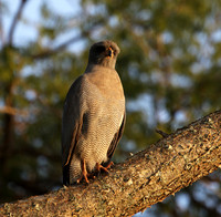 Dark chanting goshawk