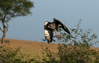 Eastern chanting goshawk
