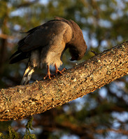 Dark chanting goshawk