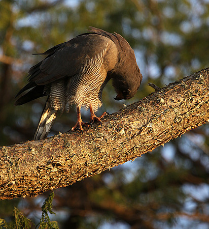Dark chanting goshawk