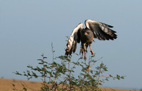 Eastern chanting goshawk