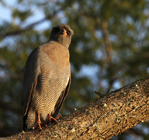 Dark chanting goshawk