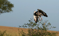 Eastern chanting goshawk