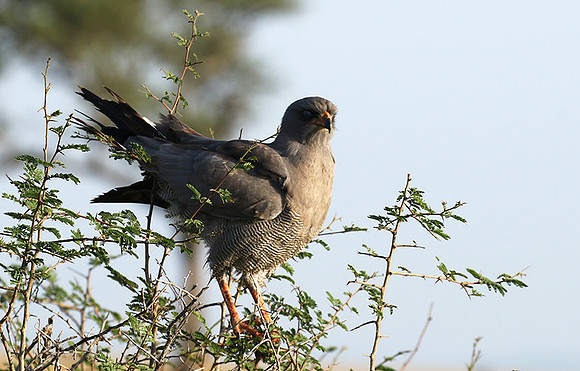 Eastern chanting goshawk
