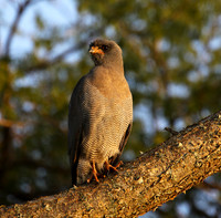 Dark chanting goshawk