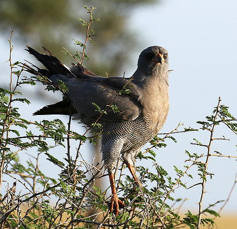 Eastern chanting goshawk
